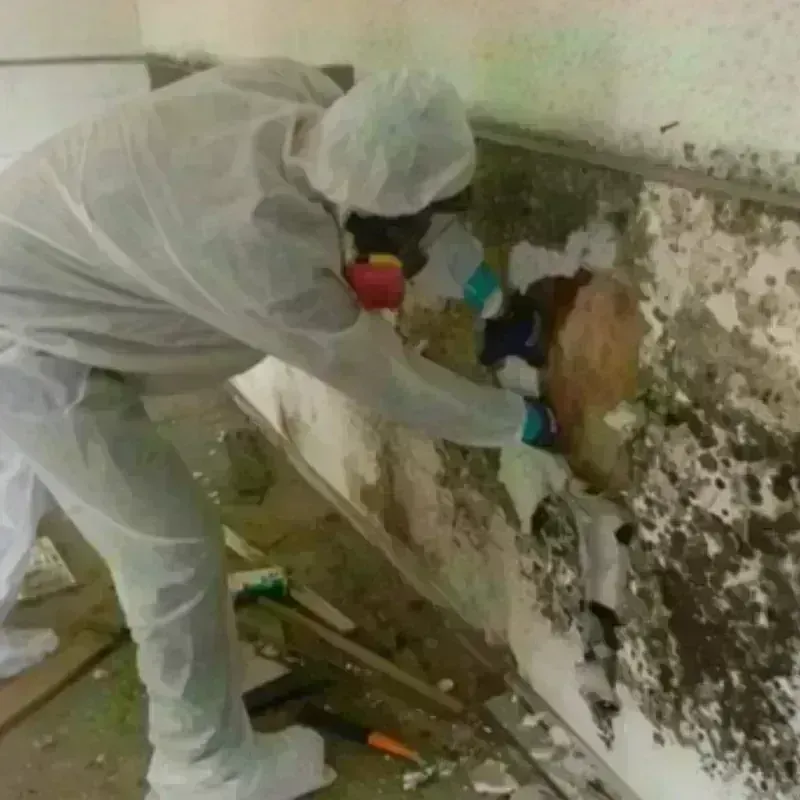 Mold Remediation and Removal in Branch County, MI